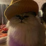 cat, fluffy, hat, indoor, cozy, wooden_surface, brick_wall, curtains, pet, animal, fur, face, cute, mustard_yellow, knit_hat, grumpy, table, domestic, feline, closeup