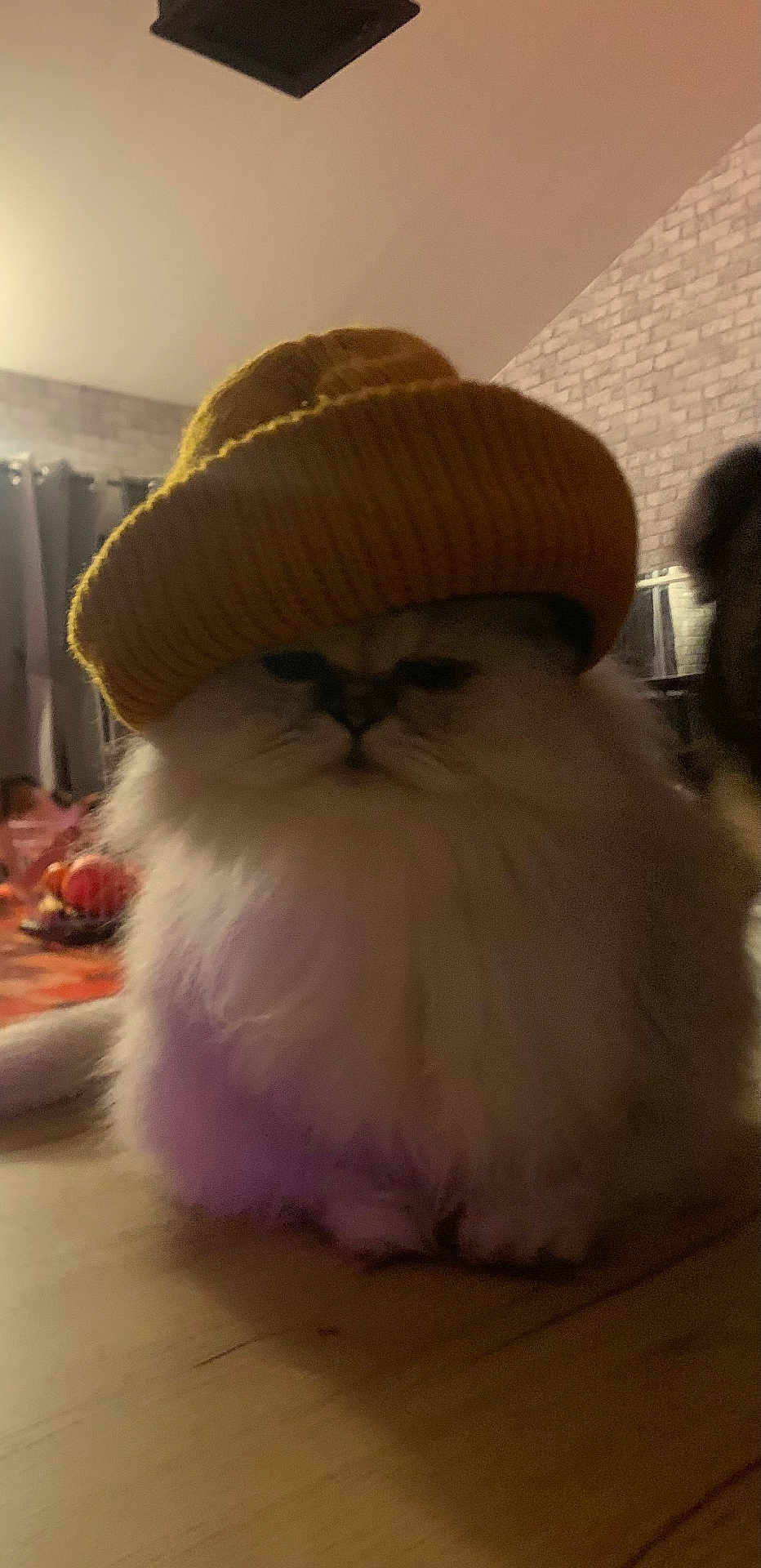 Milo a rejoint le concours — aidez-le/la à gagner de superbes lots ! cat, fluffy, hat, indoor, cozy, wooden_surface, brick_wall, curtains, pet, animal, fur, face, cute, mustard_yellow, knit_hat, grumpy, table, domestic, feline, closeup
