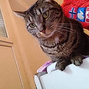 Marseillais participe au concours pour gagner de l'argent avec cette photo : bedding, blanket, cat, close_up, cozy, curious, domestic_cat, dresser, flag_patch, furniture, green_eyes, indoor, paws, pet, portrait, red_plush, tabby_cat, tabby_stripes, whiskers, window