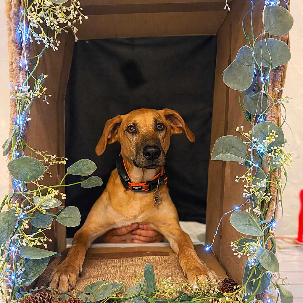 Duchesse a rejoint le concours — aidez-le/la à gagner de superbes lots ! animal, brown_dog, cardboard_box, collar, cozy, cute, decorations, dog, fairy_lights, festive, floral_arrangement, greenery, hands, indoor, natural_light, pet, pine_cones, plant_leaves, portrait, table