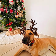 Duchesse participe au concours pour gagner de l'argent avec cette photo : dog, reindeer_antlers, christmas_tree, ornaments, holiday_decor, indoor, floor, tiled_floor, pet, brown_dog, antler_headband, festive, decorations, burlap_bow, white_wall, lying_down, large_dog, calm, christmas, holiday
