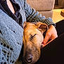 Duchesse participe au concours pour gagner de l'argent avec cette photo : animal, brown_dog, casual_clothing, close_up, comfort, companion, couch, cozy, dog, hand, home, indoor, knit_sweater, person, pet, relaxation, resting, sleeping, snuggle, warm_lighting