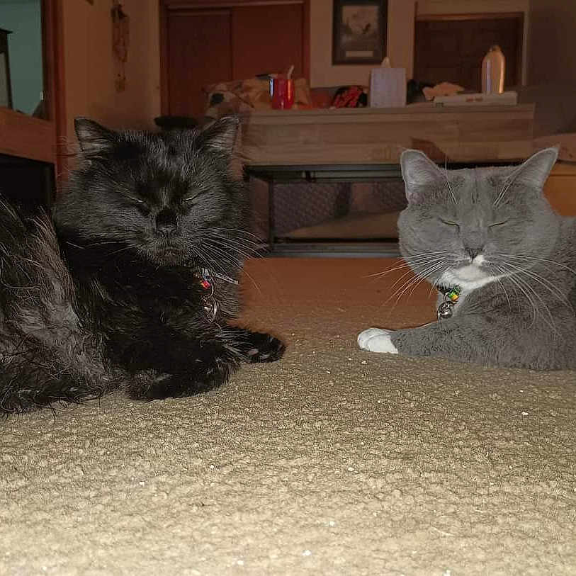 Jaxx And Binx joined the competition — help win amazing prizes! angora, animal, architecture, blackcat, building, canine, cat, couch, cushion, dog, fireplace, furniture, homedecor, indoors, kitten, livingroom, manx, pet, room, table