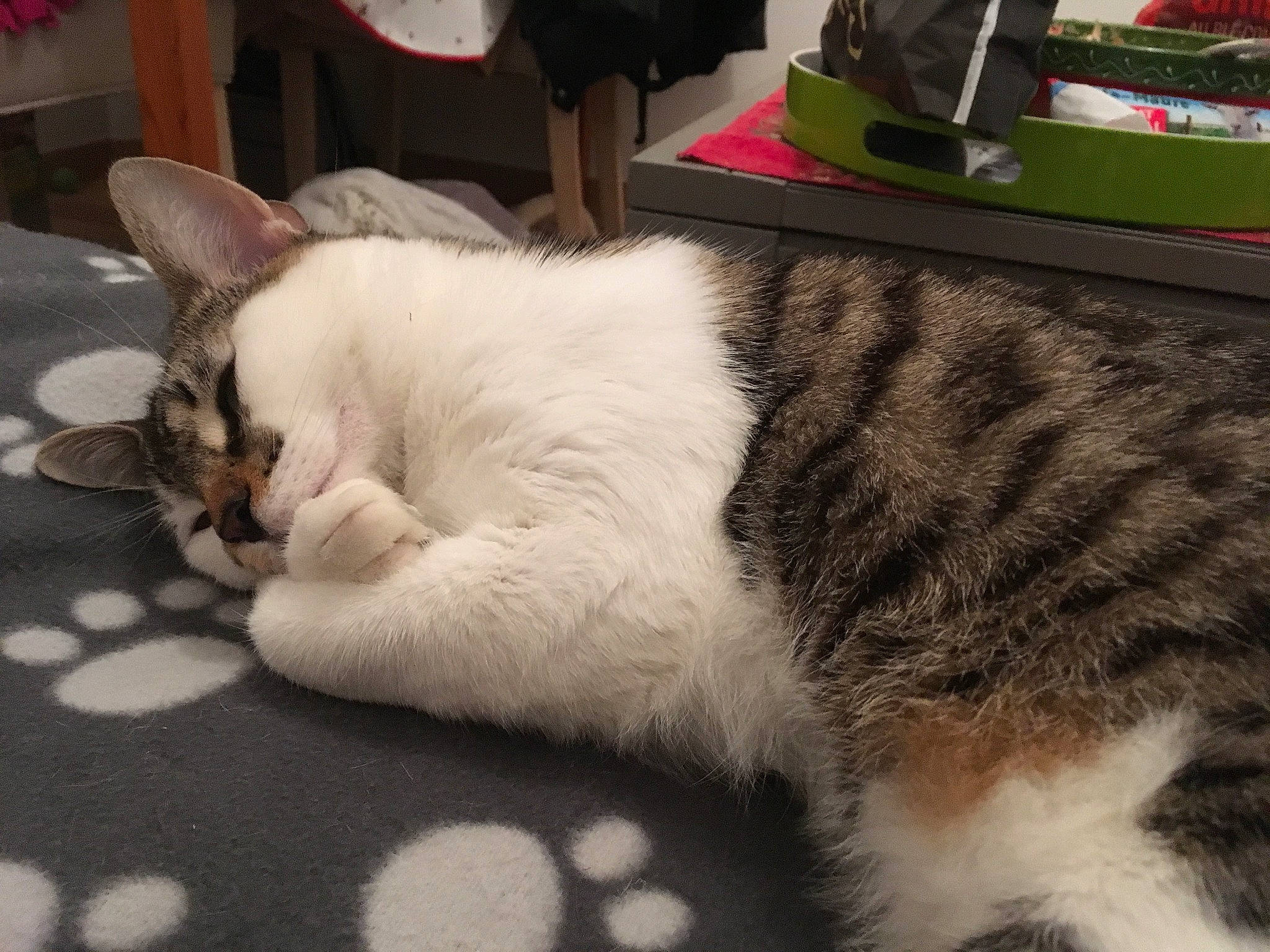 Molière a rejoint le concours — aidez-le/la à gagner de superbes lots ! american_wirehair, asian, carnivore, cat, domestic_short_haired_cat, ear, european_shorthair, eye, fawn, felidae, fur, kitten, mammal, nap, paw, polydactyl_cat, sleep, small_to_medium_sized_cats, tail, whiskers