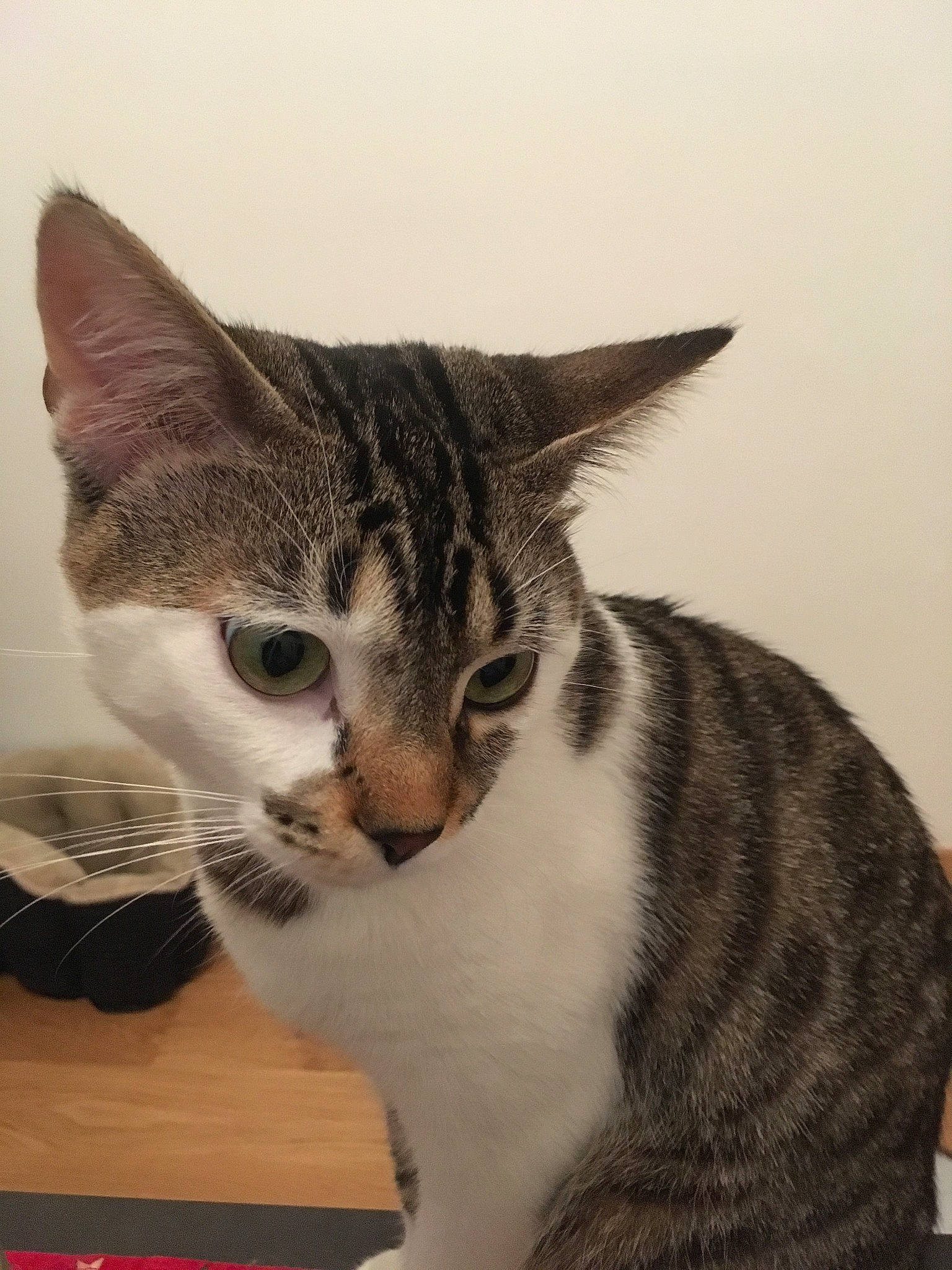 Molière participe au concours pour gagner de l'argent avec cette photo : aegean_cat, american_shorthair, american_wirehair, asian, california_spangled, carnivore, cat, domestic_short_haired_cat, dragon_li, european_shorthair, felidae, kitten, mammal, small_to_medium_sized_cats, snout, sokoke, tabby_cat, tail, vertebrate, whiskers