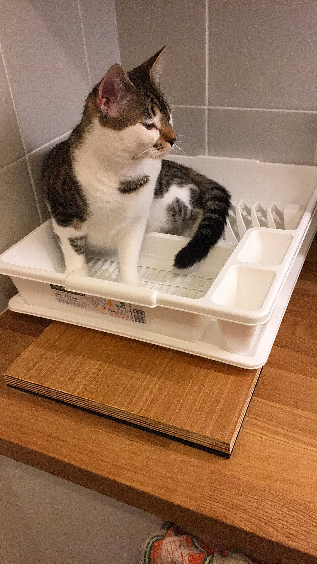 Molière a rejoint le concours — aidez-le/la à gagner de superbes lots ! box, cardboard, carnivore, cat, cat_supply, domestic_short_haired_cat, european_shorthair, felidae, litter_box, polydactyl_cat, small_to_medium_sized_cats, table, whiskers