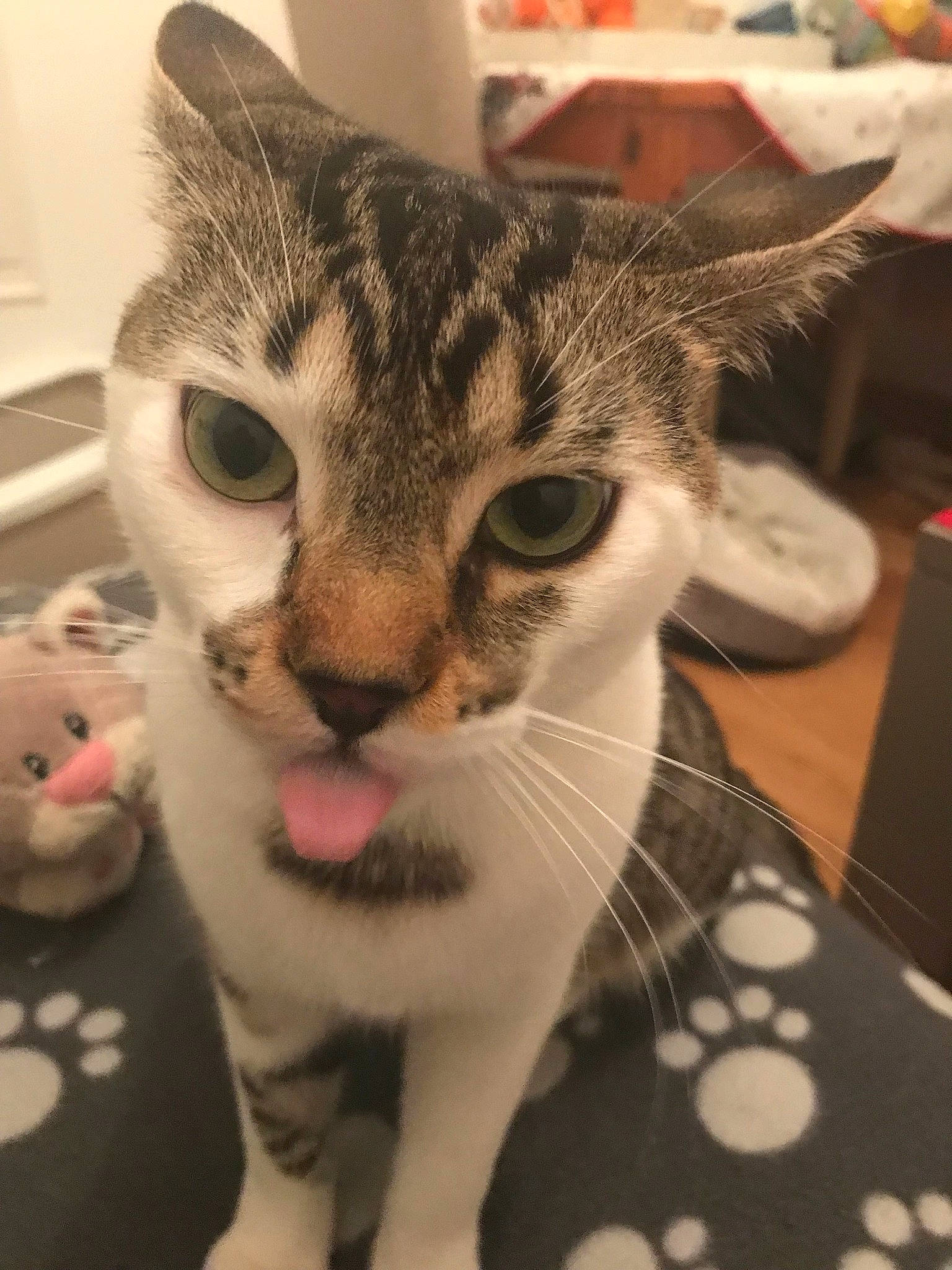 Molière participe au concours pour gagner de l'argent avec cette photo : aegean_cat, american_shorthair, american_wirehair, asian, carnivore, cat, domestic_short_haired_cat, ear, egyptian_mau, european_shorthair, eye, felidae, fur, kitten, mammal, nose, small_to_medium_sized_cats, snout, tabby_cat, whiskers