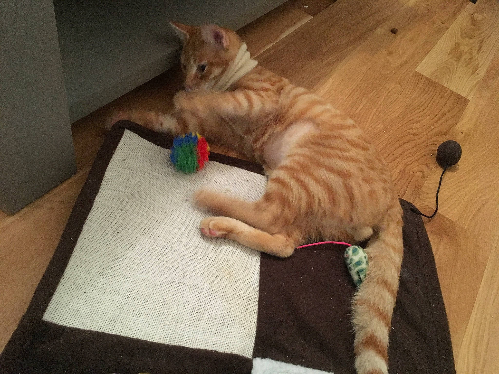 Manet a rejoint le concours — aidez-le/la à gagner de superbes lots ! american_shorthair, arabian_mau, asian, australian_mist, carnivore, cat, domestic_short_haired_cat, dragon_li, european_shorthair, felidae, fur, kitten, ocicat, paw, small_to_medium_sized_cats, tabby_cat, tail, toyger, whiskers, wood