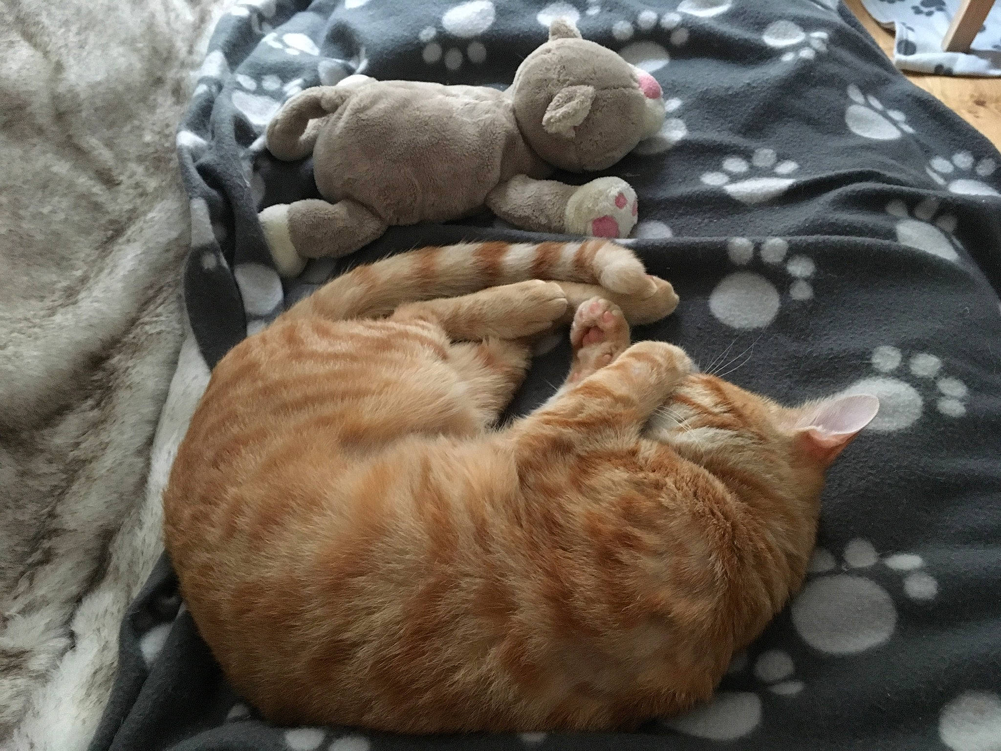 Manet participe au concours pour gagner de l'argent avec cette photo : carnivore, cat, european_shorthair, fawn, felidae, german_rex, kitten, nap, small_to_medium_sized_cats, tabby_cat, whiskers