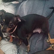 Sassy joined the competition — help win amazing prizes! animal, black_dog, blanket, close_up, collar, companion, curious, cute, dog, domestic, ears, eyes, fabric, fur, indoors, paw, pet, small_dog, standing, tan_markings