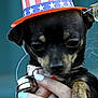 Sassy is registered to the contest to win money with this photo: dog, small_dog, hat, patriotic, stars, stripes, red, white, blue, collar, bell, paw, nails, hand, closeup, pet, animal, cute, portrait, outdoor