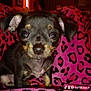 animal, bed, bedroom, blanket, canine, chihuahua, couch, cushion, dog, furniture, homedecor, hound, indoors, interiordesign, lighting, linen, pet, puppy, purple, room