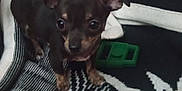 Sassy is registered to the contest to win money with this photo: animal, ball, blanket, canine, chihuahua, couch, cushion, dog, face, furniture, head, homedecor, hound, linen, person, pet, photography, portrait, puppy, sport