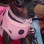 dog, small_dog, pet, animal, clothing, pink_outfit, polka_dot, collar, bell, blanket, red_blanket, indoor, close_up, cute, curious, fur, ears, eyes, legs, sitting