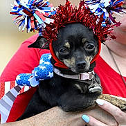 Sassy joined the competition — help win amazing prizes! dog, small_dog, pet, costume, headband, pom_poms, red_white_blue, person, holding, nails, painted_nails, close_up, face, black_dog, festive, patriotic, collar, bell, indoor, cute