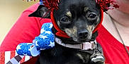 Sassy joined the competition — help win amazing prizes! bell, black_dog, close_up, collar, costume, cute, dog, face, festive, headband, holding, indoor, nails, painted_nails, patriotic, person, pet, pom_poms, red_white_blue, small_dog