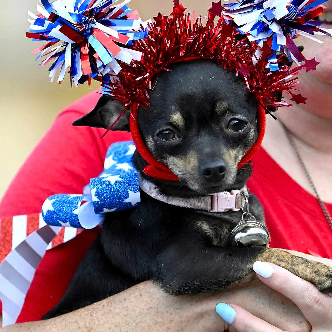 Sassy joined the competition — help win amazing prizes! bell, black_dog, close_up, collar, costume, cute, dog, face, festive, headband, holding, indoor, nails, painted_nails, patriotic, person, pet, pom_poms, red_white_blue, small_dog
