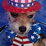 dog, small_dog, patriotic, hat, bow, red, white, blue, stars, stripes, sparkly, costume, animal, cute, close_up, portrait, face, fur, pet, indoor
