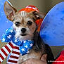 dog, small_dog, costume, patriotic, blue_wings, bow_tie, red_white_blue, glitter, pet, animal, cute, portrait, held, person_hand, indoor, close_up, expression, ears, furry, adorable