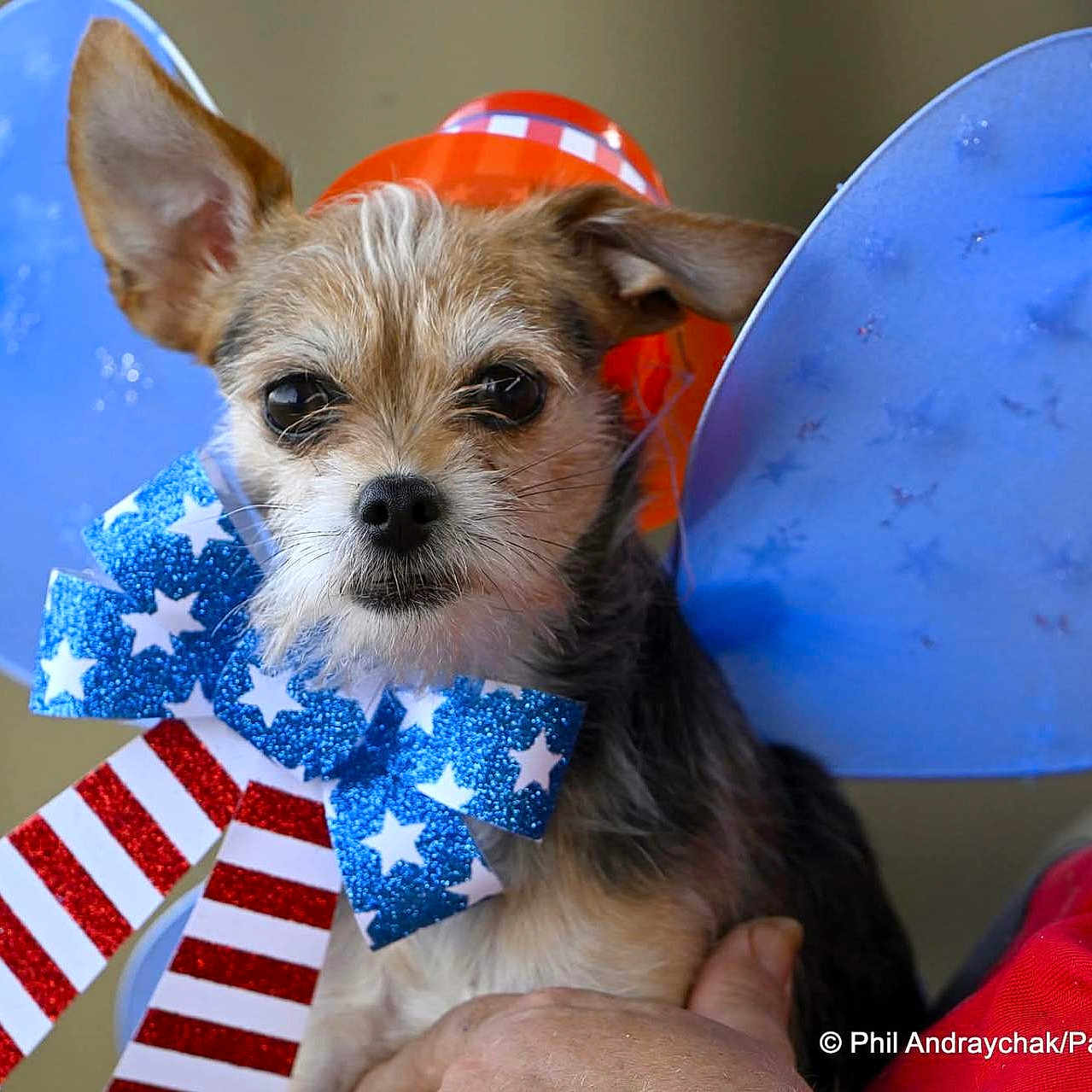 Rosie joined the competition — help win amazing prizes! adorable, animal, blue_wings, bow_tie, close_up, costume, cute, dog, ears, expression, furry, glitter, held, indoor, patriotic, person_hand, pet, portrait, red_white_blue, small_dog