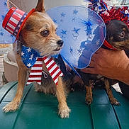 Rosie joined the competition — help win amazing prizes! dog, pet, costume, hat, bow, patriotic, red_white_blue, outdoor, green_surface, brick_wall, column, hand, small_dog, celebration, accessory, festive, animal, face, ears, curious