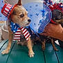 dog, pet, costume, hat, bow, patriotic, red_white_blue, outdoor, green_surface, brick_wall, column, hand, small_dog, celebration, accessory, festive, animal, face, ears, curious