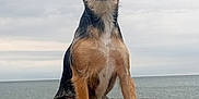 Rosie joined the competition — help win amazing prizes! animal, beach, canine, chihuahua, coast, dog, horizon, nature, outdoors, pet, puppy, rock, sea, shoreline, sky, soil, terrier, water, waterfront, wood