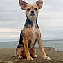animal, beach, canine, chihuahua, coast, dog, horizon, nature, outdoors, pet, puppy, rock, sea, shoreline, sky, soil, terrier, water, waterfront, wood