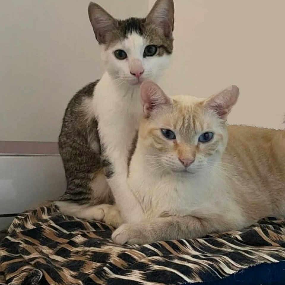 Moustick Et Poupi participe au concours pour gagner de l'argent avec cette photo : abyssinian, angora, animal, blanket, cat, cushion, egyptiancat, homedecor, kitten, manx, pet, siamese