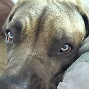 Cerby joined the competition — help win amazing prizes! animal, blanket, canine, close_up, comfort, companion, couch, cozy, dog, expression, eyes, face, fur, home, indoor, looking_up, pet, relaxation, resting, soft_texture