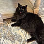 Koko joined the competition — help win amazing prizes! black_cat, fluffy_cat, cat, pet, indoor, carpet, table_leg, tongue_out, cute, relaxed, animal, feline, domestic_cat, laying_down, fur, whiskers, eyes, floor, home, cozy
