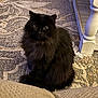 black_cat, fluffy, indoor, carpet, furniture, couch, pet, animal, curious, looking_up, cozy, home, feline, whiskers, ears, soft, domestic, mammal, sitting, relaxed