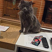 Boonty participe au concours pour gagner de l'argent avec cette photo : cat, gray_cat, fluffy_cat, table, papers, remote_control, glasses_case, floral_pattern, wooden_cabinet, fireplace, brick_wall, living_room, indoor, pet, feline, curious, sitting, domestic_animal, cozy, furniture