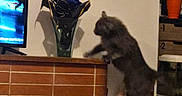 Boonty a rejoint le concours — aidez-le/la à gagner de superbes lots ! cat, jumping, indoor, fireplace, brick, vase, flower, gray_cat, television, shelf, decor, furniture, home, pet, motion, blur, animal, domestic, curious, leap