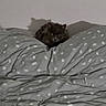 Boonty a rejoint le concours — aidez-le/la à gagner de superbes lots ! cat, dark_fur, polka_dot, blanket, bed, shadow, indoor, cozy, fur, animal, pet, resting, soft, cute, comfort, domestic, feline, sleepy, quiet, relaxed