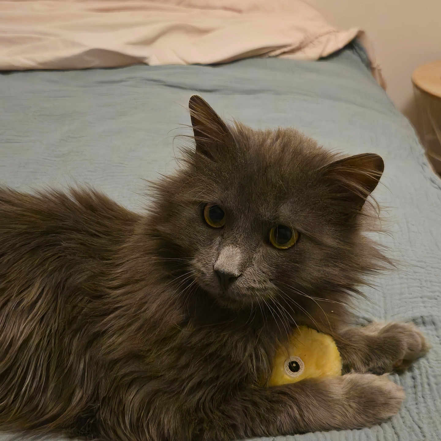 Boonty a rejoint le concours — aidez-le/la à gagner de superbes lots ! cat, gray_cat, fluffy, pet, bed, blanket, quilted, plush_toy, yellow_toy, indoor, feline, animal, cute, resting, paw, whiskers, fur, domestic, cozy, curious