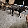 dog, black_dog, harness, chair, chairs, porch, balcony, night, concrete_floor, speckled_floor, outdoor, pet, animal, furniture, seat, leisure, domestic_animal, looking, standing, alone
