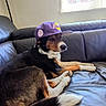 Yoko participe au concours pour gagner de l'argent avec cette photo : dog, pet, hat, cap, lakers, couch, leather, indoor, window, black, brown, white, animal, relaxed, lying_down, side_view, fur, domestic_animal, canine, casual