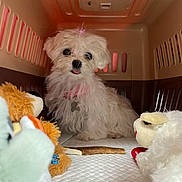 Mollie joined the competition — help win amazing prizes! puppy, dog, pet_carrier, toy, plush_toy, chew_stick, white_fur, cute, pink_bow, pink_collar, small_dog, indoor, pet, animal, fur, tongue_out, looking, close_up, carpet, adorable