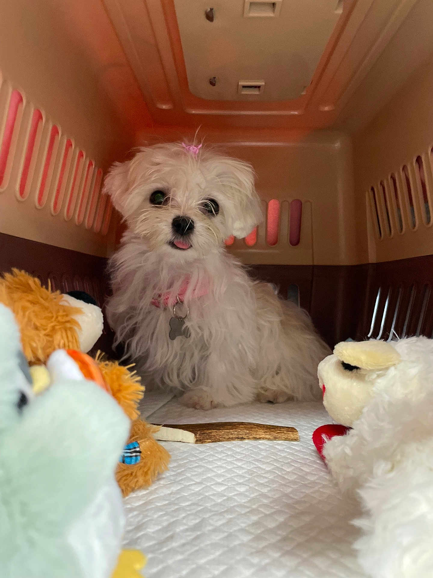 Mollie joined the competition — help win amazing prizes! puppy, dog, pet_carrier, toy, plush_toy, chew_stick, white_fur, cute, pink_bow, pink_collar, small_dog, indoor, pet, animal, fur, tongue_out, looking, close_up, carpet, adorable