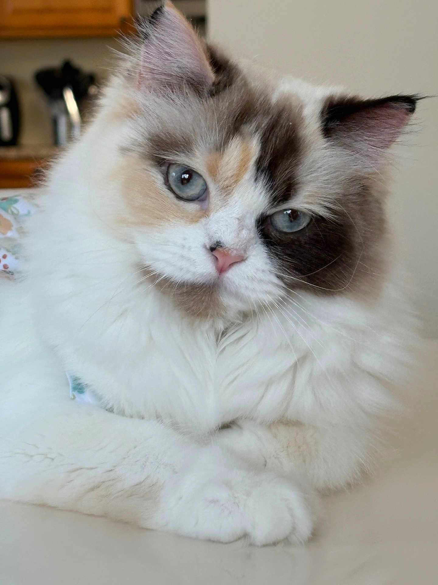 Fifi