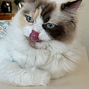 Fifi joined the competition — help win amazing prizes! cat, fluffy, blue_eyes, tongue_out, licking, indoor, white_fur, brown_spots, relaxed, cute, pet, animal, close_up, face, whiskers, ears, nose, table, domestic, feline