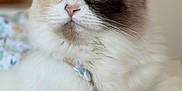 Fifi joined the competition — help win amazing prizes! cat, fluffy, blue_eyes, close_up, indoor, pet, feline, cute, white_fur, multicolor_fur, portrait, whiskers, relaxed, lying_down, domestic_animal, animal_face, soft_focus, curious, cozy, home