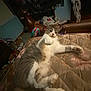 Joy is registered to the contest to win money with this photo: animal, bed, bedspread, cat, clutter, cozy, curious, cute, domestic, fur, furniture, gray_and_white, indoor, looking_at_camera, lying_down, messy_room, paws, pet, room, whiskers