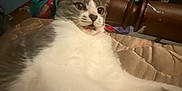 Joy is registered to the contest to win money with this photo: animal, bed, blanket, cat, clutter, domestic, ears, feline, fur, furniture, gray, home, indoor, open_mouth, pet, sleeping_area, startled, whiskers, white, wide_eyes