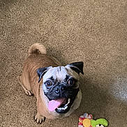 Booger joined the competition — help win amazing prizes! animal, black_face, brown_fur, carpet, chewing_toy, dog, floor, happy, home, indoors, open_mouth, pet, playful, portrait, pug, short_fur, sitting, smiling, tongue, toy