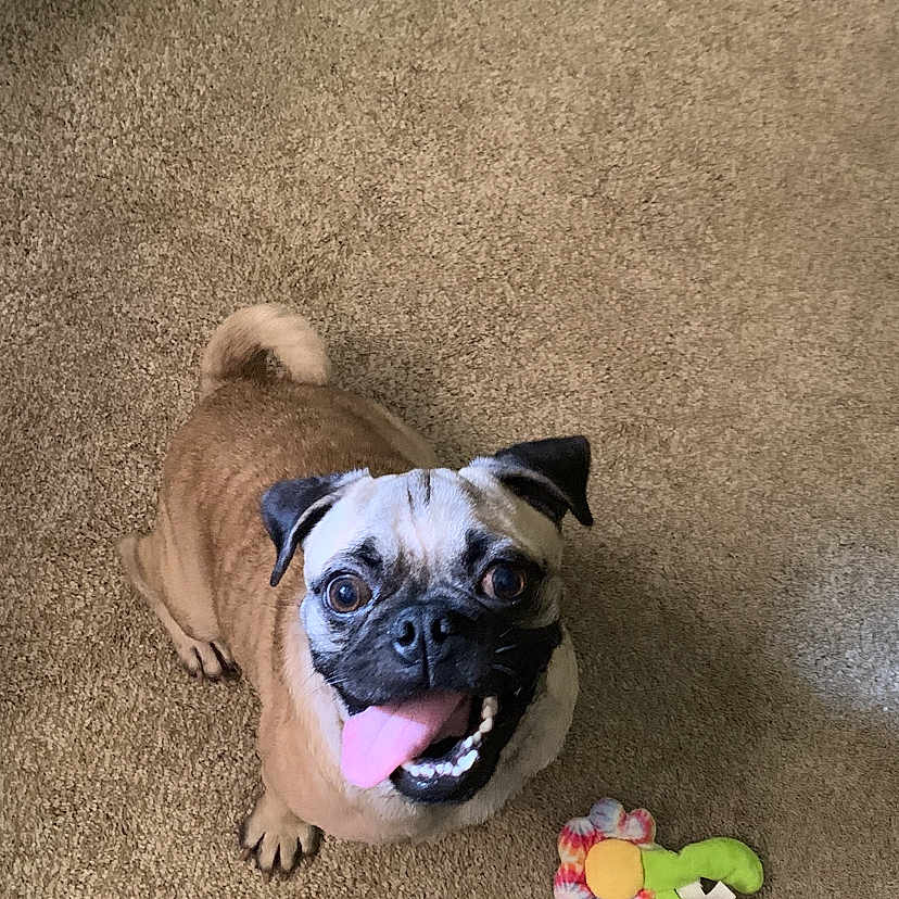 Booger