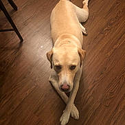 Bobby joined the competition — help win amazing prizes! animal, canine, companion, crossed_paws, cute, dog, domestic, ears, floor, friendly, fur, indoor, labrador, looking_up, lying_down, muzzle, pet, tail, wooden_floor, yellow_dog