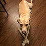 animal, canine, companion, crossed_paws, cute, dog, domestic, ears, floor, friendly, fur, indoor, labrador, looking_up, lying_down, muzzle, pet, tail, wooden_floor, yellow_dog