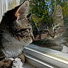 animal, cat, closeup, curious, daylight, fur, greenery, indoor, nature, outdoor, paws, pets, portrait, reflection, resting, sky, sunlight, tabby_cat, whiskers, window